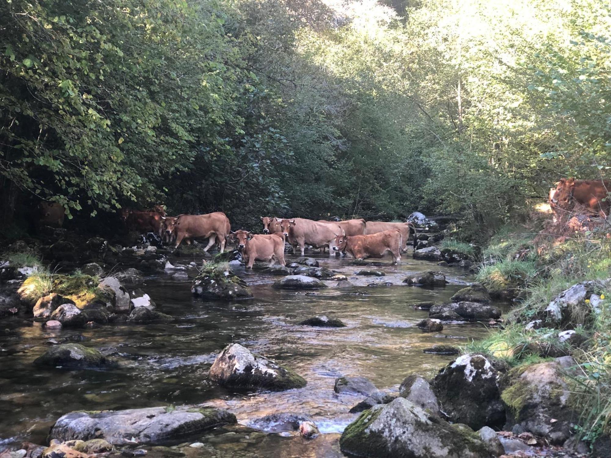 Willa Casa De Aldea El Toral Carrena de Cabrales Zewnętrze zdjęcie